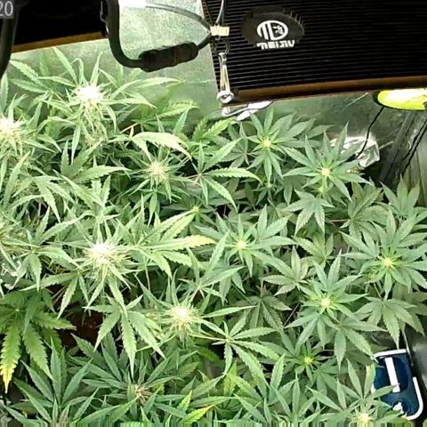 Auto Purple Kush growlog timeline photo