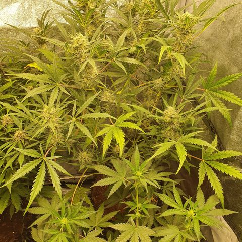 Auto Purple Kush growlog timeline photo