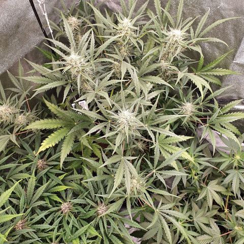 Auto Purple Kush growlog timeline photo