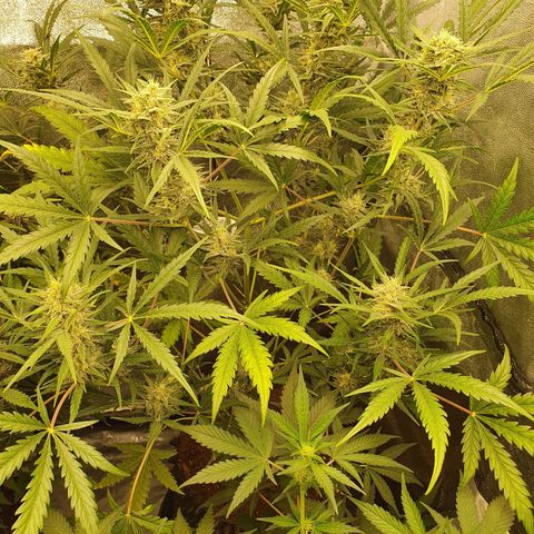 Auto Purple Kush growlog timeline photo