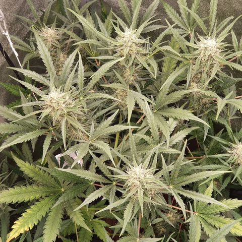 Auto Purple Kush growlog timeline photo