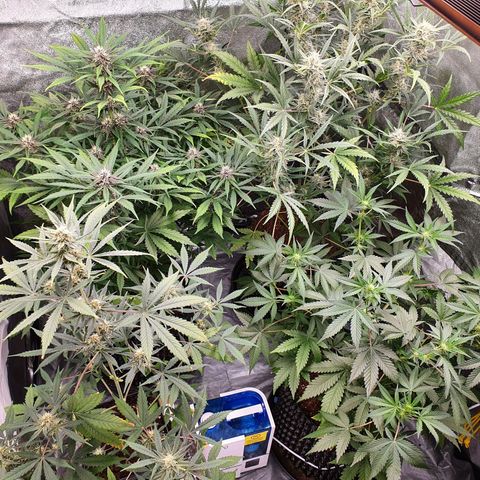 Auto Purple Kush growlog timeline photo