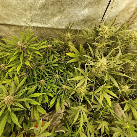 Auto Purple Kush growlog timeline photo