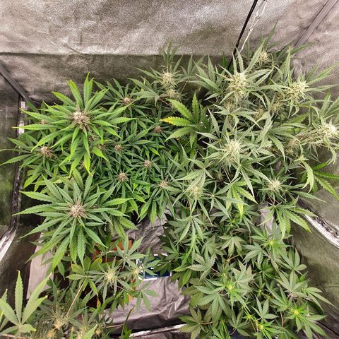 Auto Purple Kush growlog timeline photo