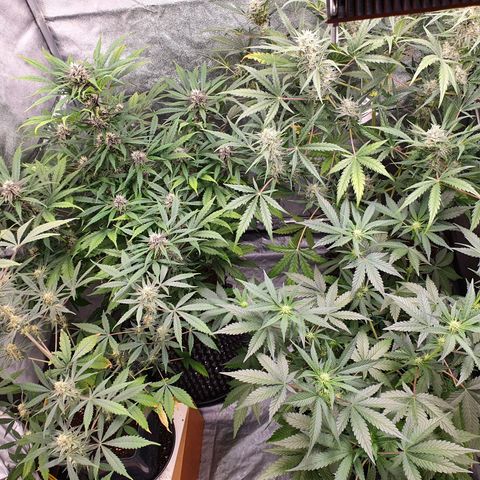 Auto Purple Kush growlog timeline photo