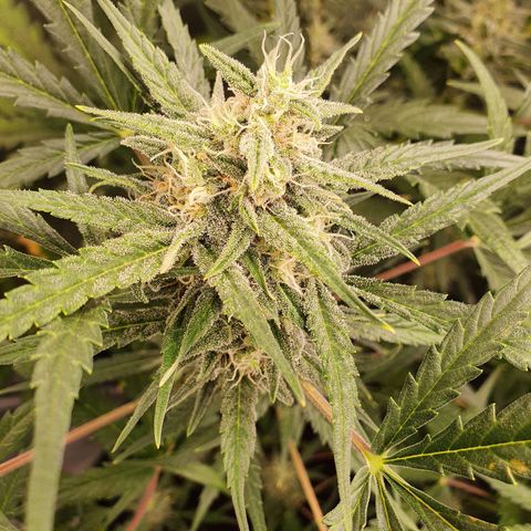 Auto Purple Kush growlog timeline photo