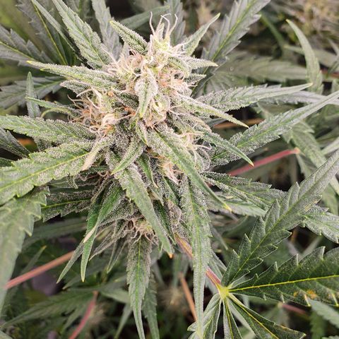 Auto Purple Kush growlog timeline photo