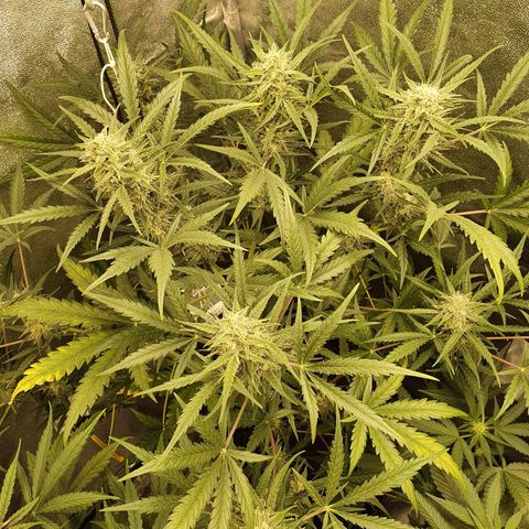 Auto Purple Kush growlog timeline photo