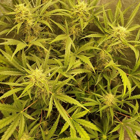 Auto Purple Kush growlog timeline photo