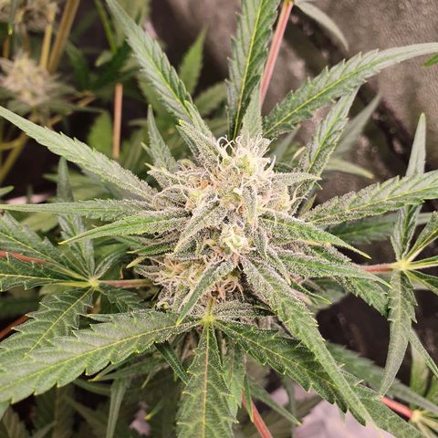 Auto Purple Kush growlog timeline photo