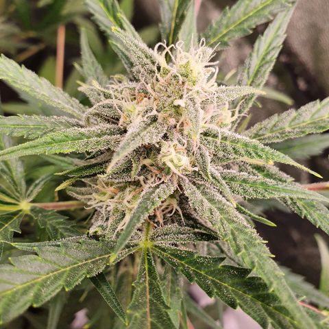 Auto Purple Kush growlog timeline photo