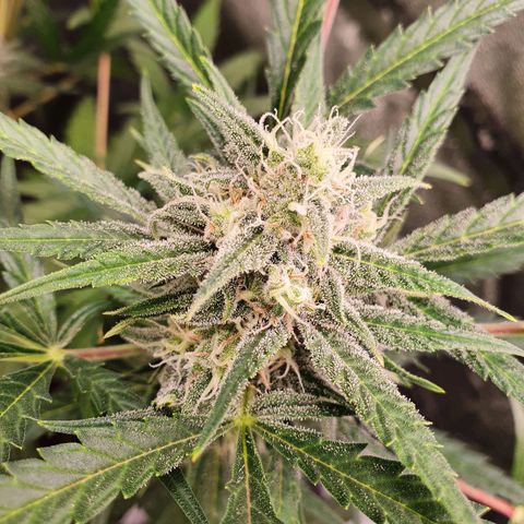 Auto Purple Kush growlog timeline photo