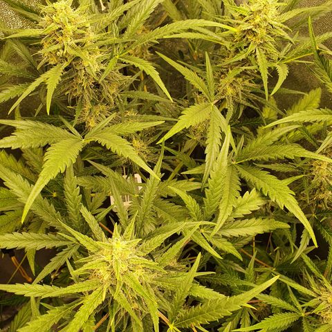 Auto Purple Kush growlog timeline photo