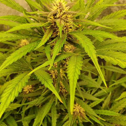 Auto Purple Kush growlog timeline photo