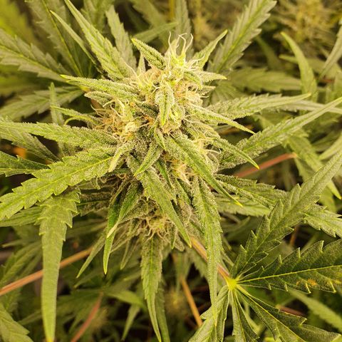 Auto Purple Kush growlog timeline photo