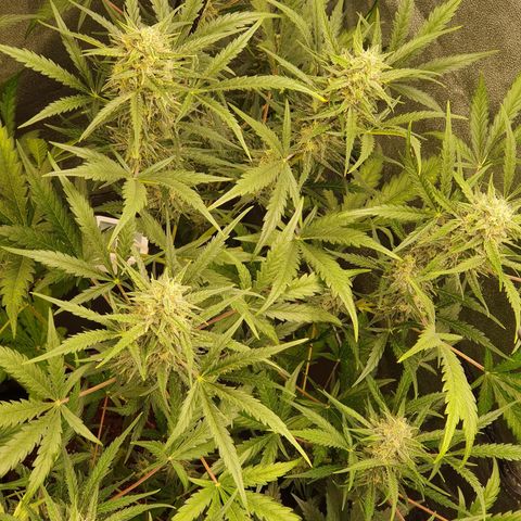 Auto Purple Kush growlog timeline photo