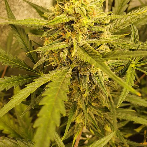 Auto Purple Kush growlog timeline photo