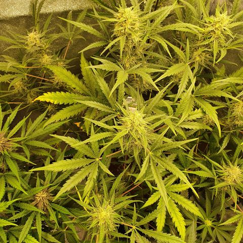 Auto Purple Kush growlog timeline photo