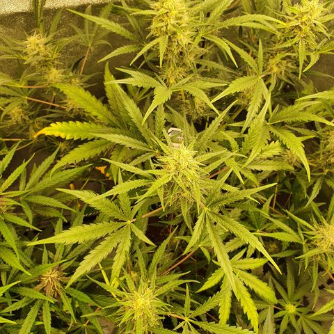 Auto Purple Kush growlog timeline photo