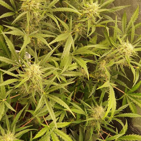 Auto Purple Kush growlog timeline photo