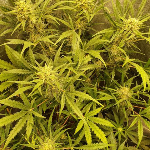 Auto Purple Kush growlog timeline photo