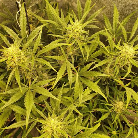 Auto Purple Kush growlog timeline photo