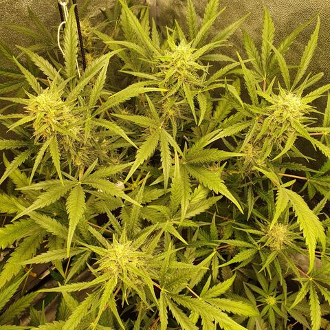 Auto Purple Kush growlog timeline photo