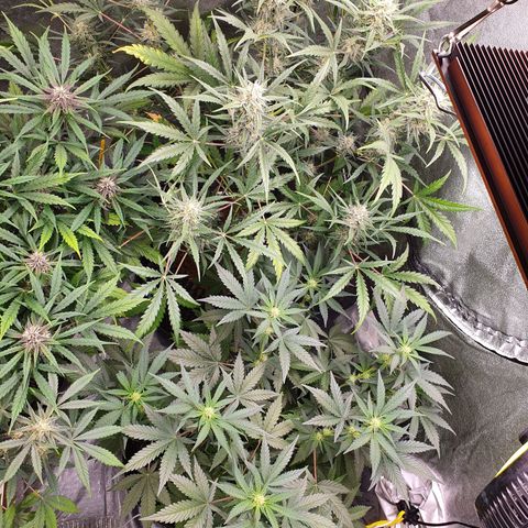 Auto Purple Kush growlog timeline photo