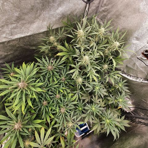 Auto Purple Kush growlog timeline photo