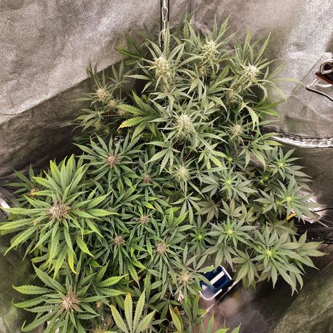 Auto Purple Kush growlog timeline photo