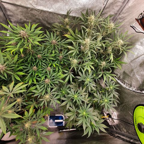 Auto Purple Kush growlog timeline photo