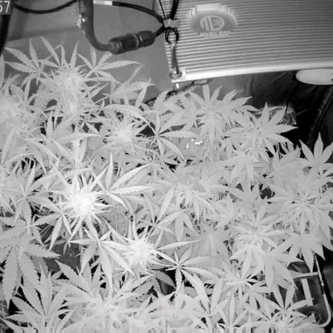Auto Purple Kush growlog photo: Morning cam