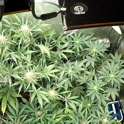 Auto Purple Kush growlog timeline photo
