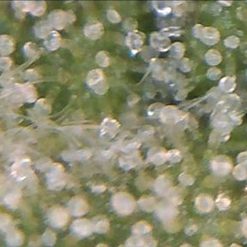 Auto Purple Kush growlog photo: Trich check wifi microscope 