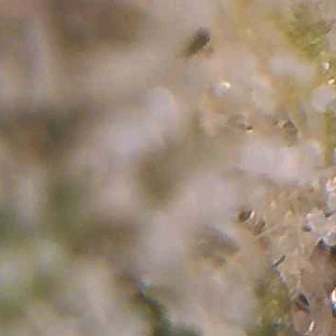 Auto Purple Kush growlog photo: Trich check wifi microscope 