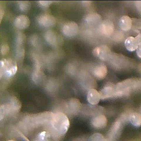 Auto Purple Kush growlog photo: Trich check wifi microscope 