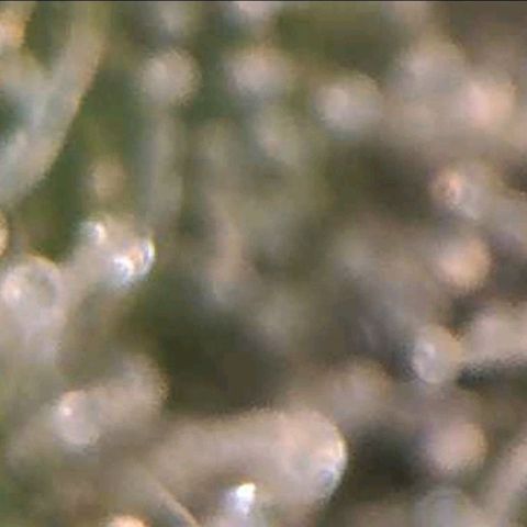 Auto Purple Kush growlog photo: Trich check wifi microscope 