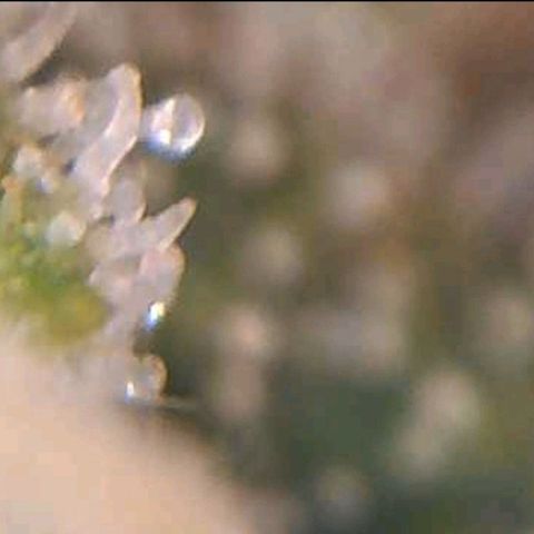 Auto Purple Kush growlog photo: Trich check wifi microscope 