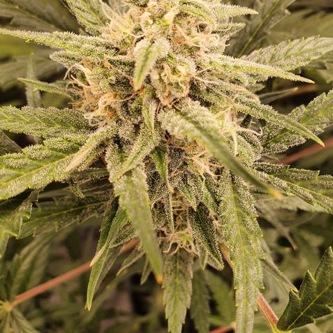 Auto Purple Kush growlog timeline photo