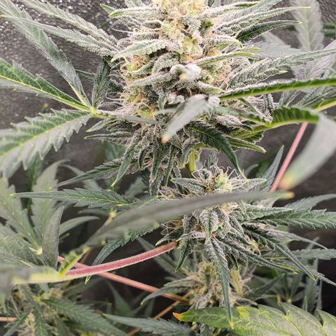 Auto Purple Kush growlog timeline photo