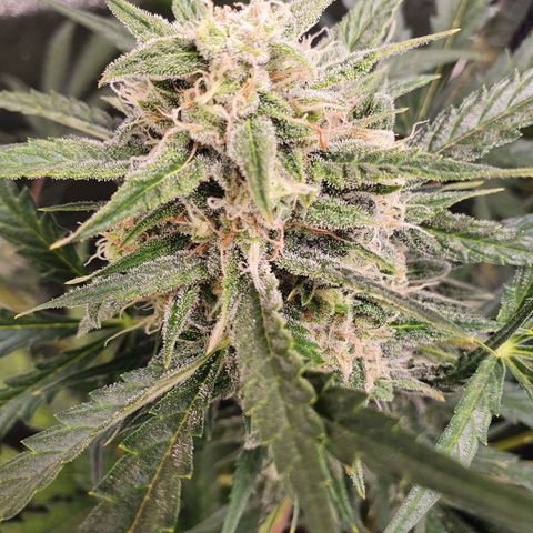 Auto Purple Kush growlog timeline photo