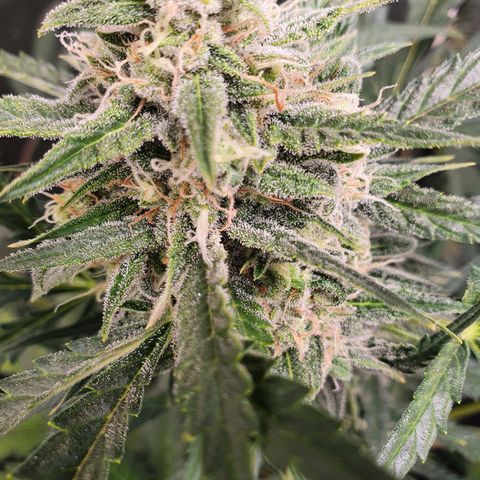 Auto Purple Kush growlog timeline photo