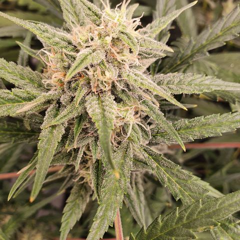 Auto Purple Kush growlog timeline photo