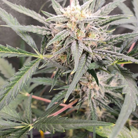 Auto Purple Kush growlog timeline photo