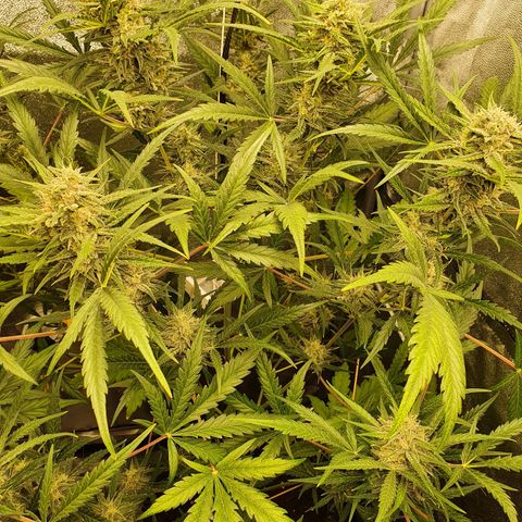 Auto Purple Kush growlog timeline photo