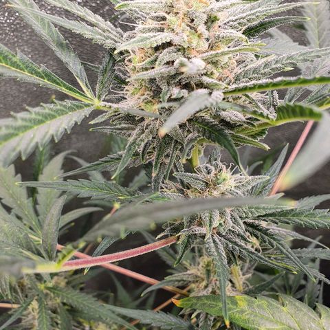 Auto Purple Kush growlog timeline photo