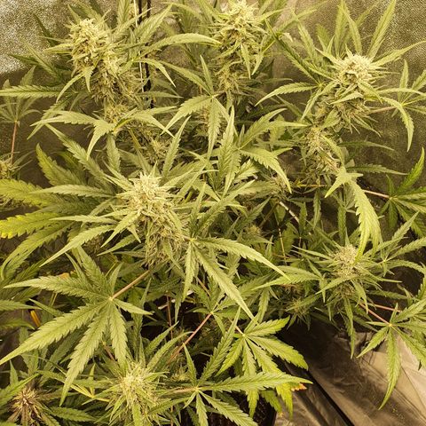 Auto Purple Kush growlog timeline photo