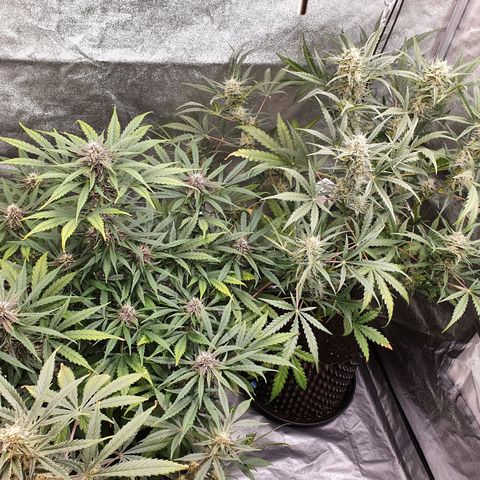 Auto Purple Kush growlog timeline photo