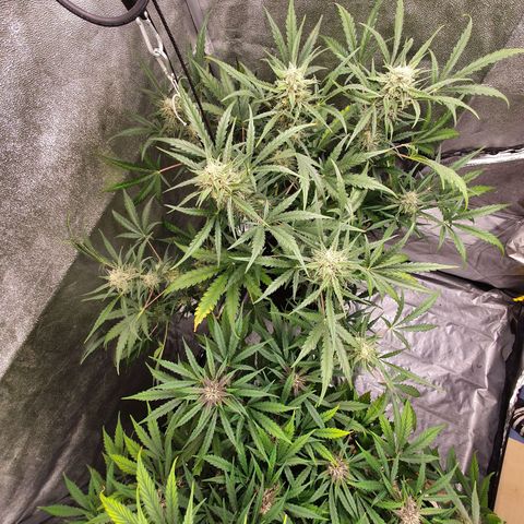Auto Purple Kush growlog timeline photo