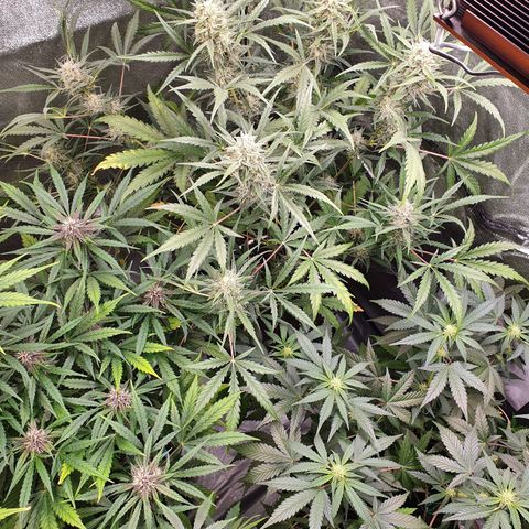 Auto Purple Kush growlog timeline photo